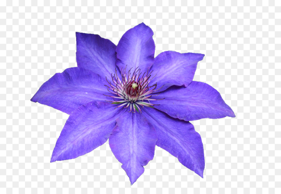 Flor Roxa，Florescer PNG