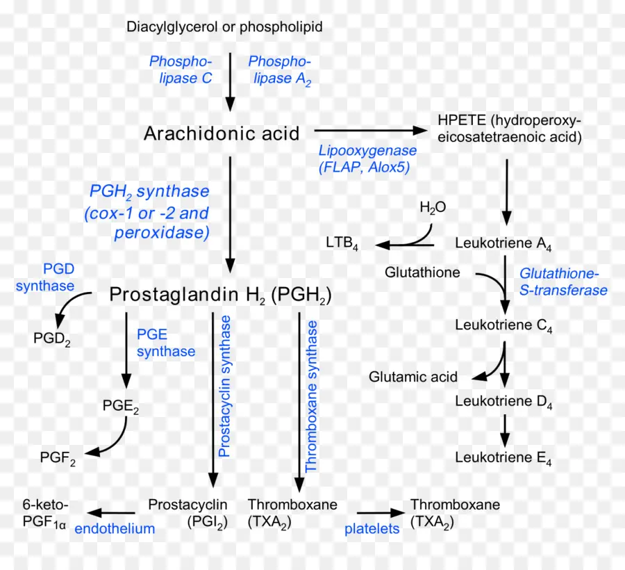 A Prostaglandina，A Prostaciclina PNG