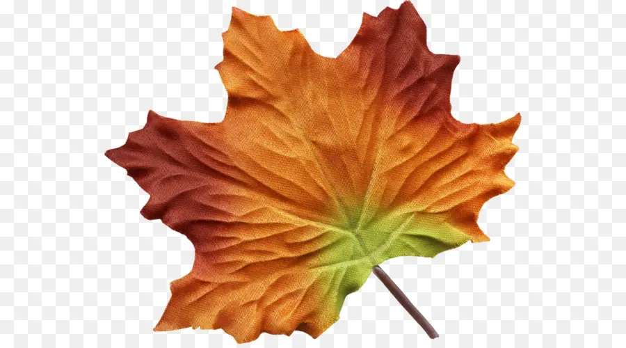 Folha，Maple Leaf PNG