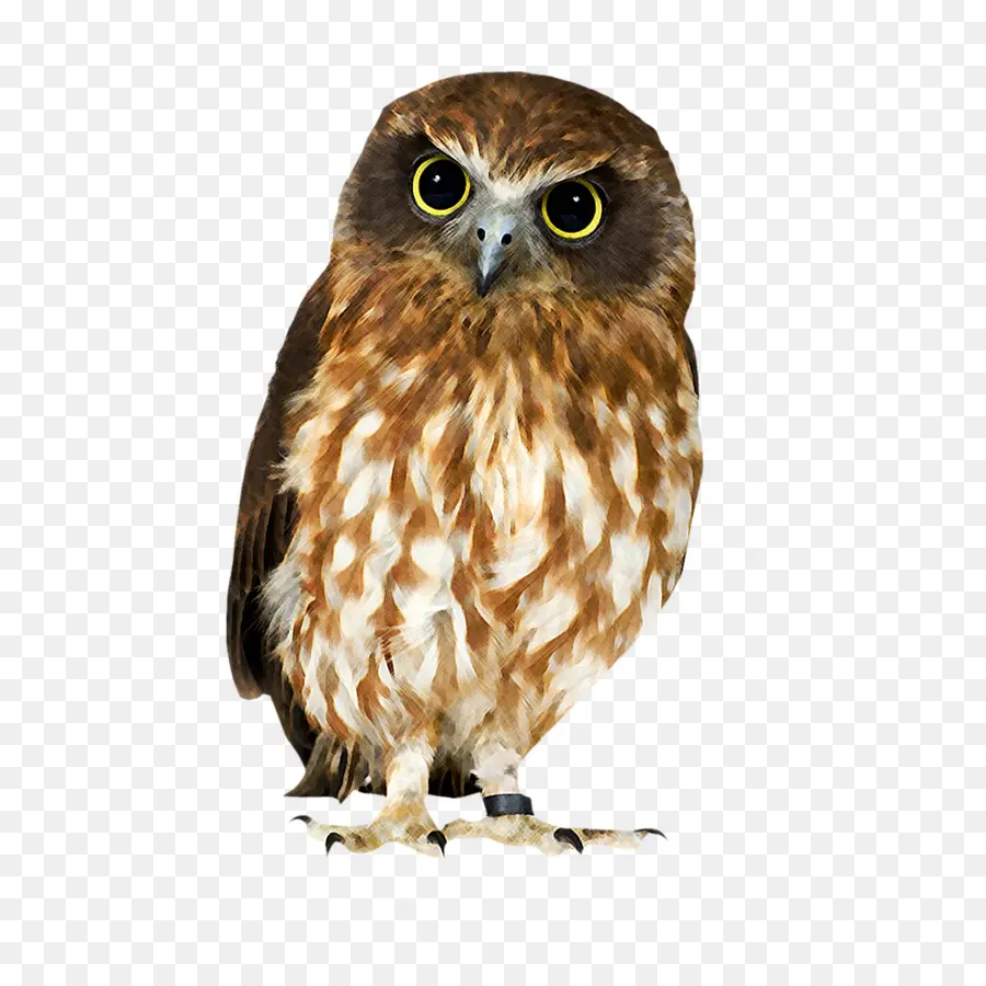 Coruja，Aves PNG