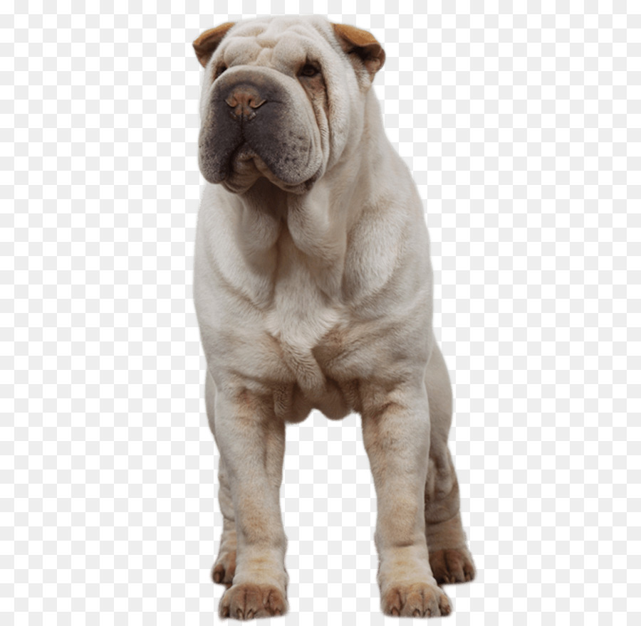 Shar Pei，Brinquedo Bulldog PNG