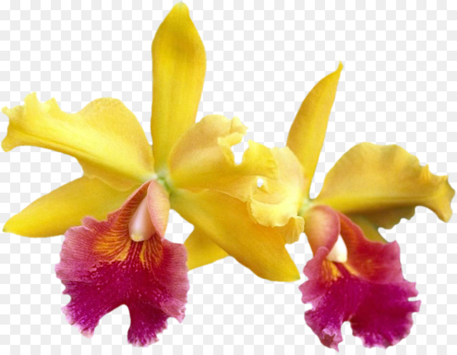 Orquídea Rosa，Florescer PNG