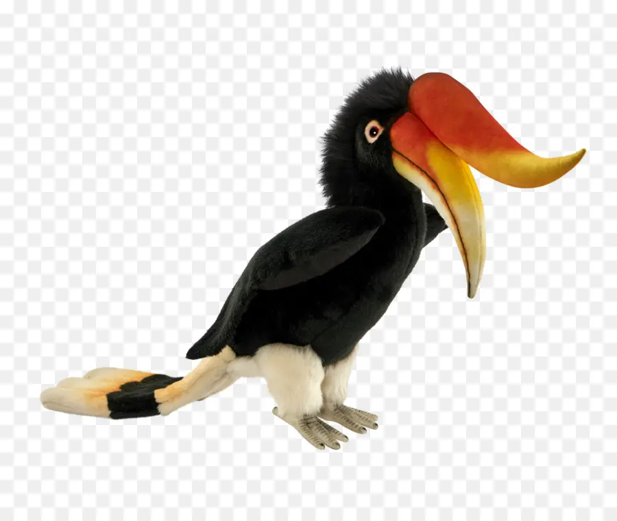 Tucano，Bico PNG