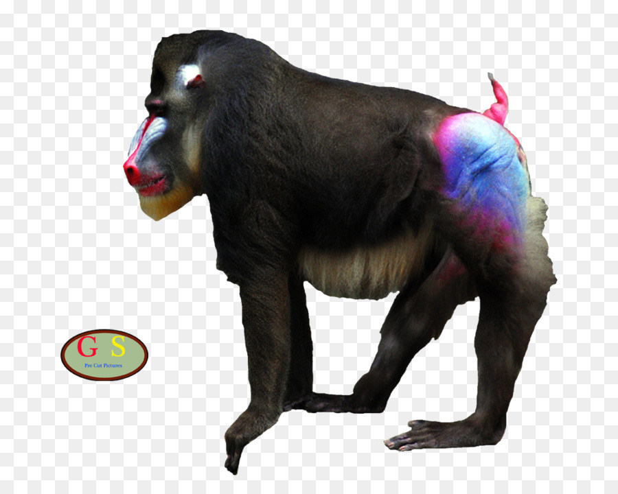Chimpanzé Comum，Mandril PNG