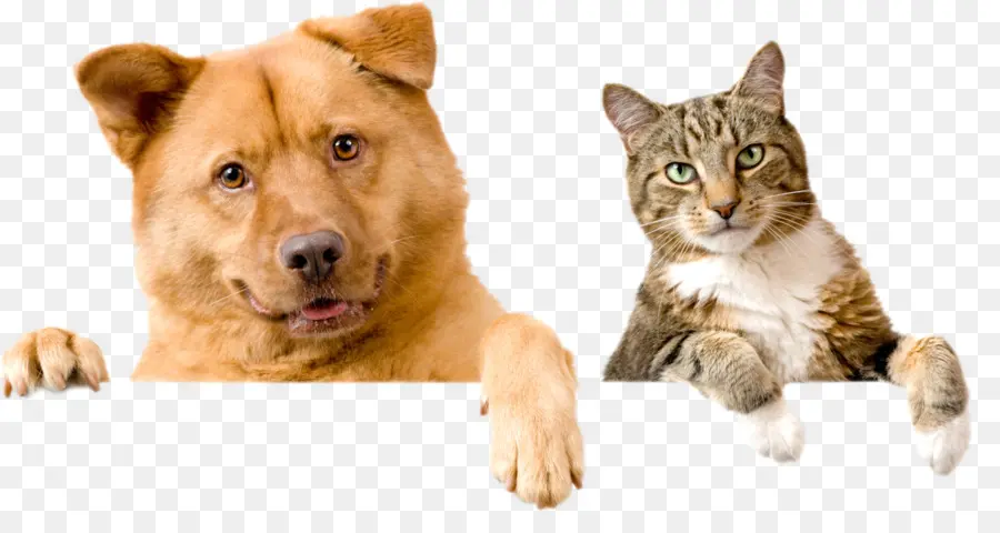 Cão E Gato，Animais De Estimação PNG