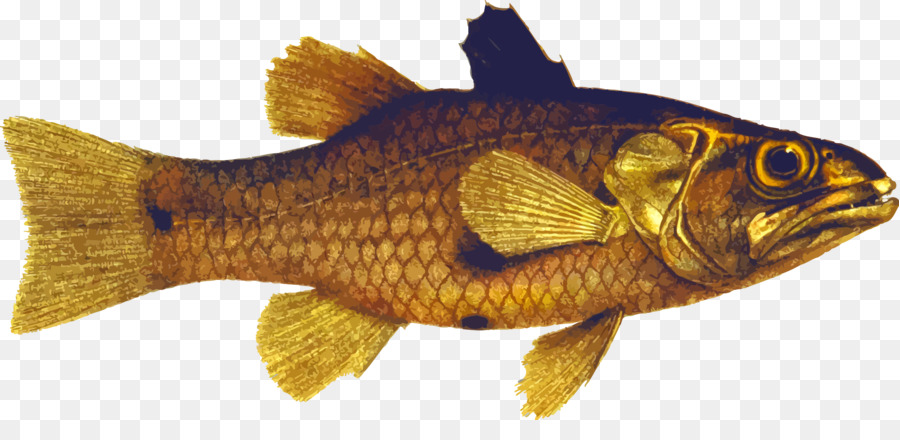 Peixe，Aquático PNG