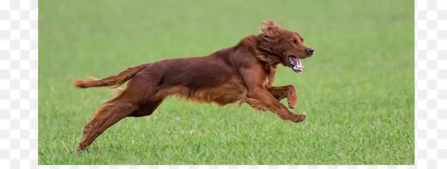 Cachorro Correndo，Setter Irlandês PNG