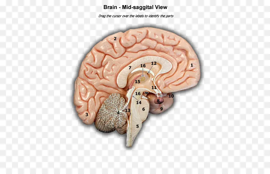 Cérebro，Organismo PNG