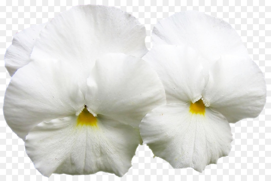 Pansy，Traça Orquídeas PNG