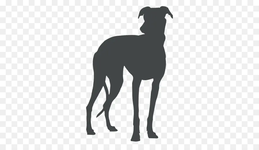 Great Dane，Greyhound PNG