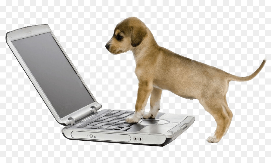 Raça Do Cão，Filhote De Cachorro PNG