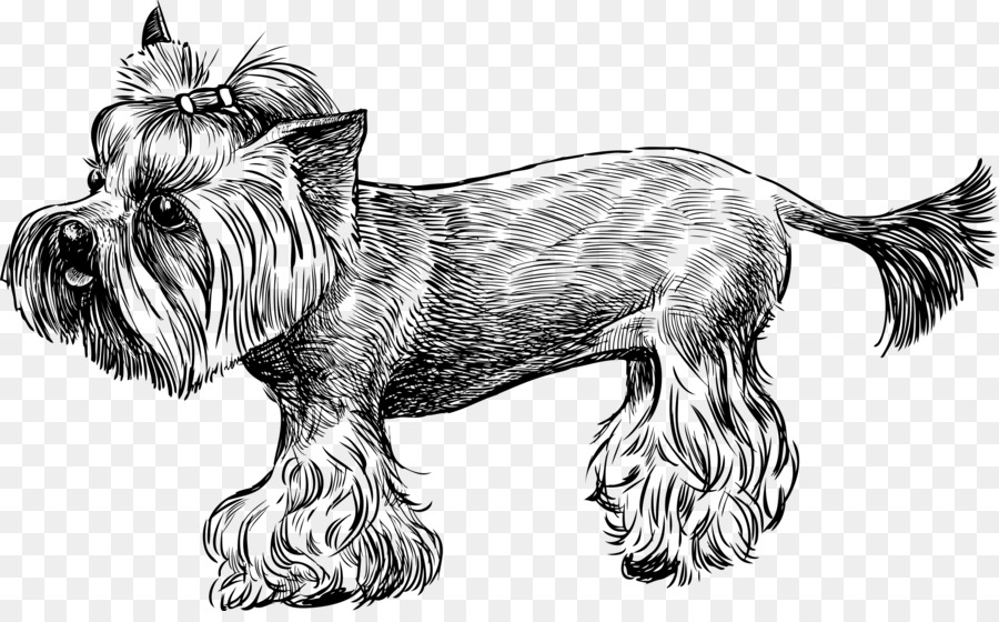 Yorkshire Terrier，Cairn Terrier PNG