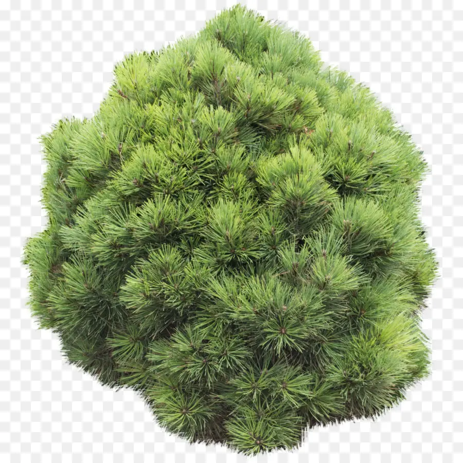 Arbusto Verde，Arbusto PNG