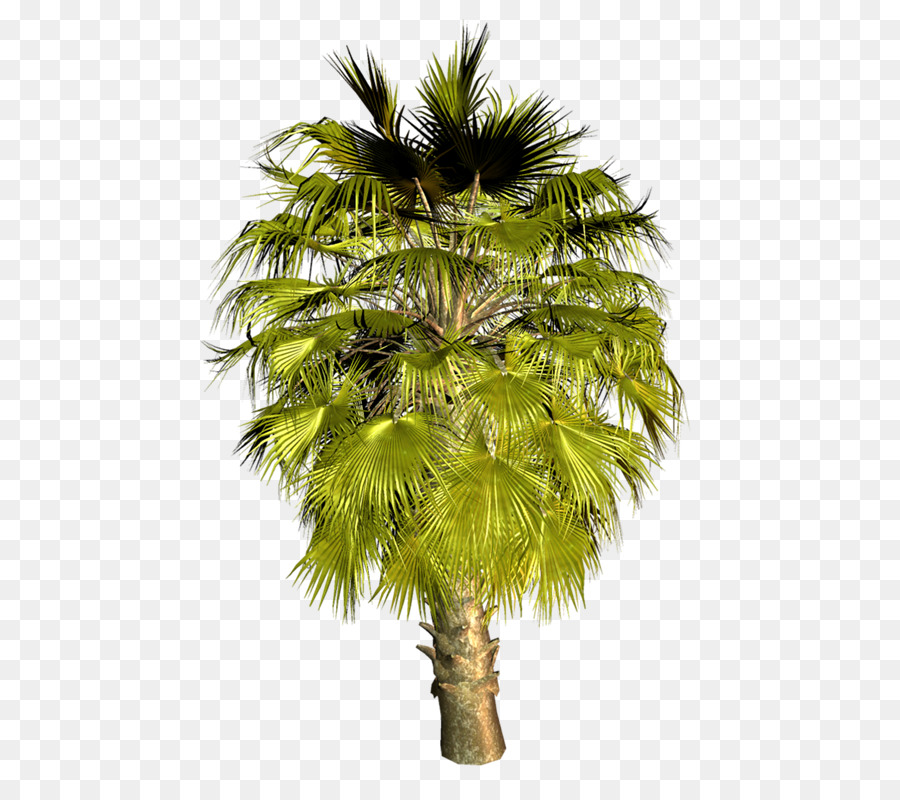 Asiática Palmyra Palma，Arecaceae PNG