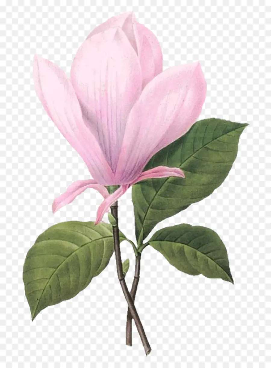 Pierrejoseph Temido 17591840，Botânico Ilustração PNG