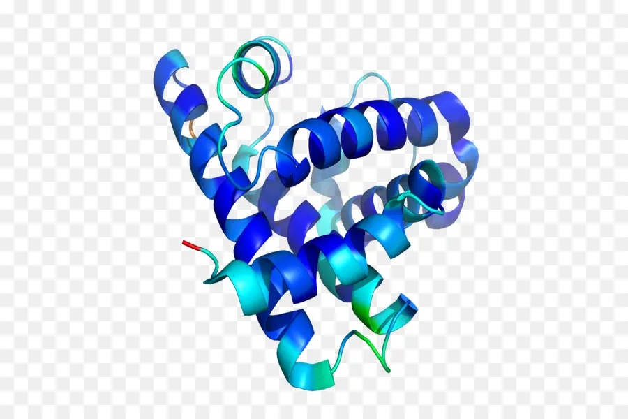 Estrutura Da Proteína，Proteína PNG