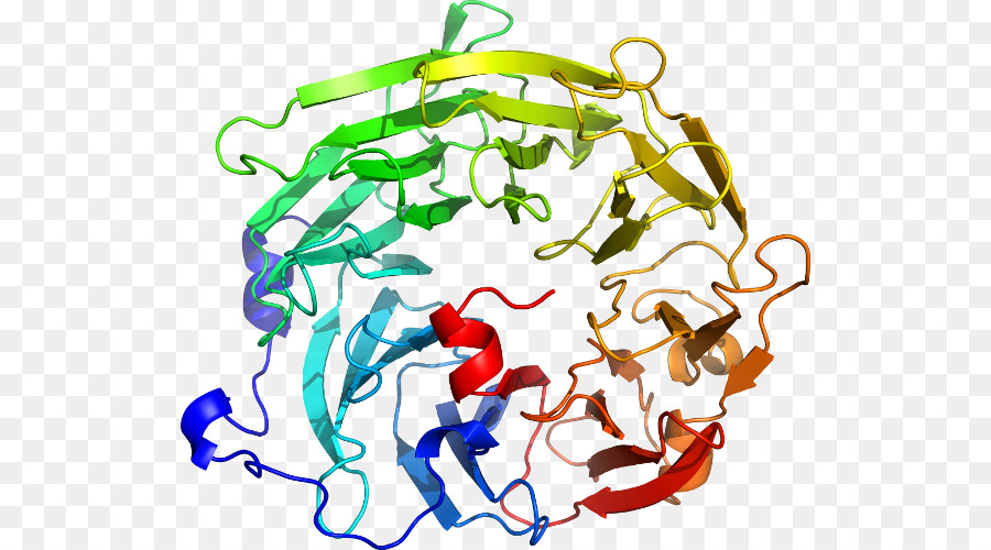 Estrutura Proteica，Biologia PNG