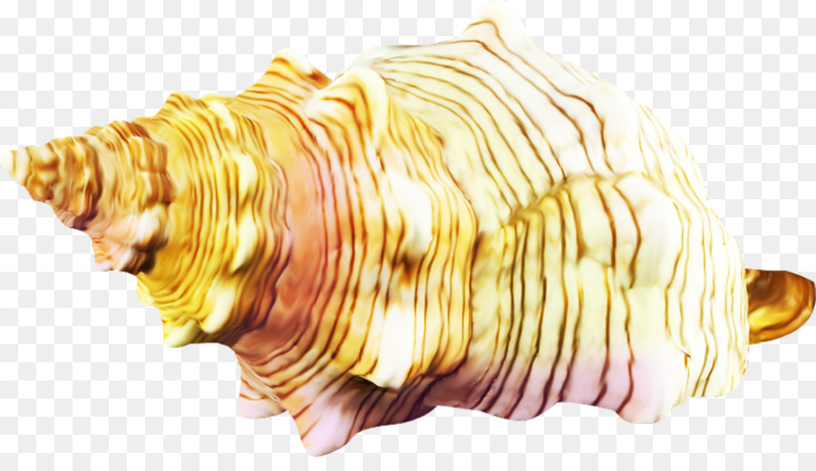 Búzio，Seashell PNG