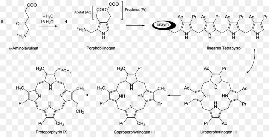 5aminolevulinic ácido，ácido Aminolevulínico Sintase PNG