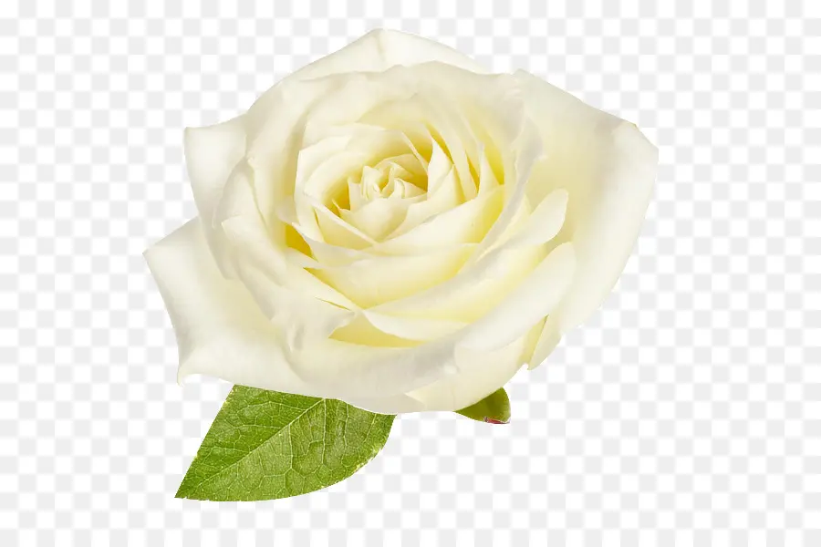 Rosa Branca，Florescer PNG