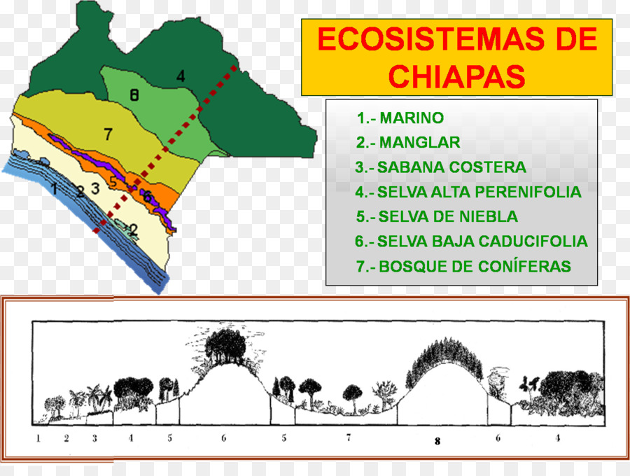 Ecossistema，Chiapas PNG