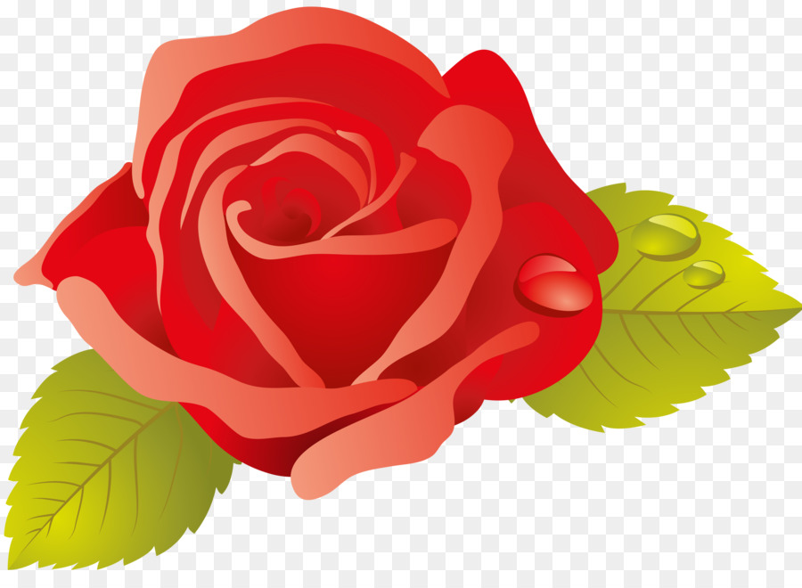 Rosas，Florescer PNG