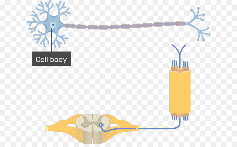 Neurônio Multipolar，Unipolar Neurônio PNG