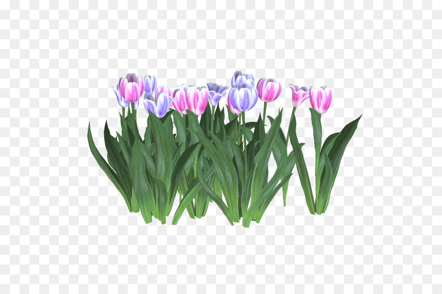 Flores Coloridas，Tulipa PNG