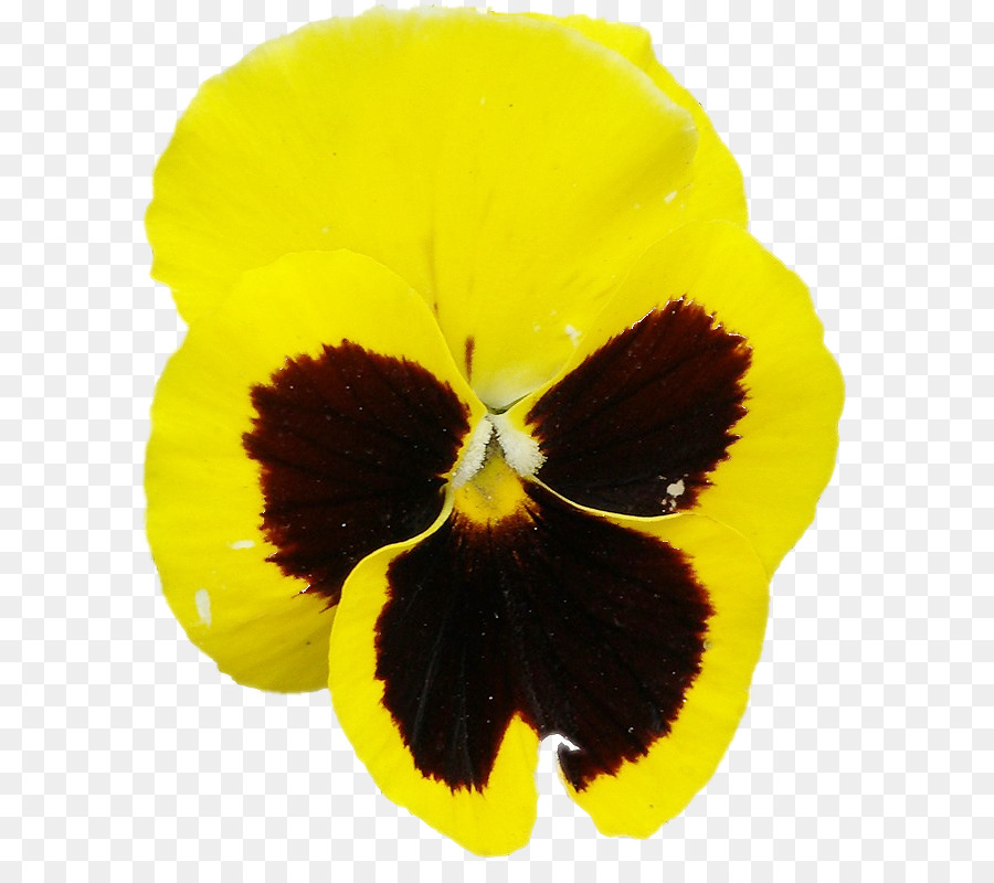 Flor Amarela，Pétalas PNG