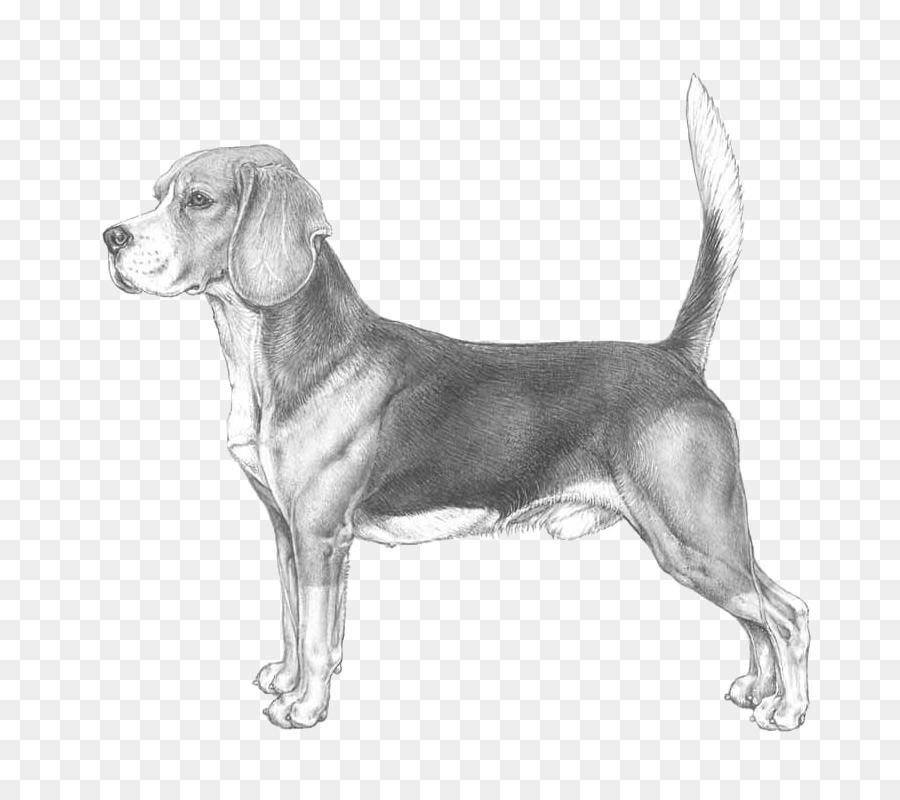 Beagle，Foxhound Inglês PNG
