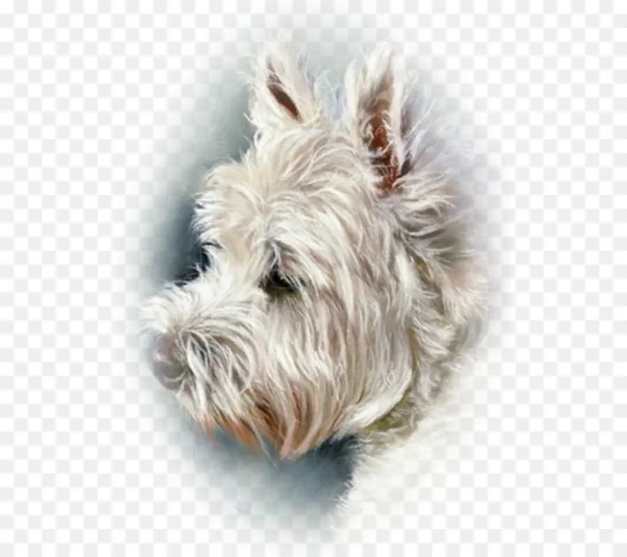 Glen，West Highland White Terrier PNG