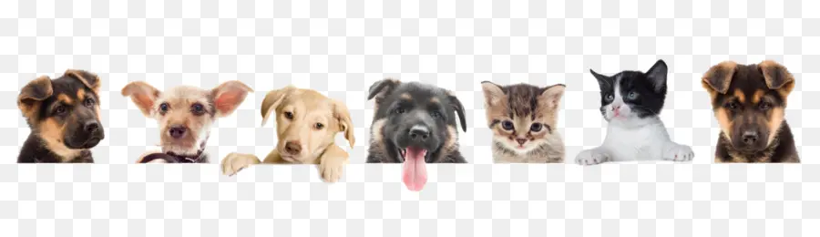 Filhotes E Gatinhos，Filhotes PNG