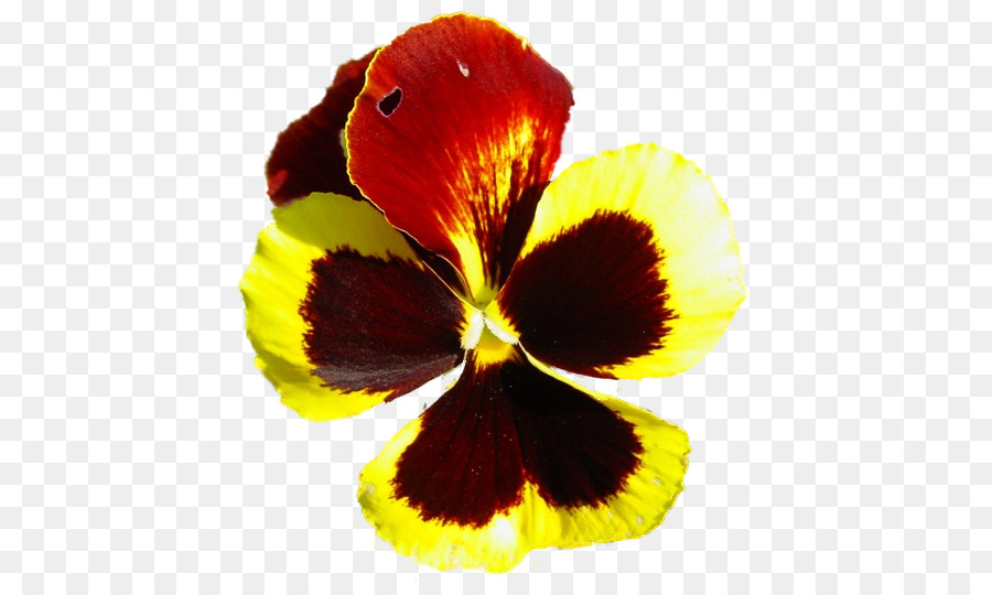 Pansy，Closeup PNG