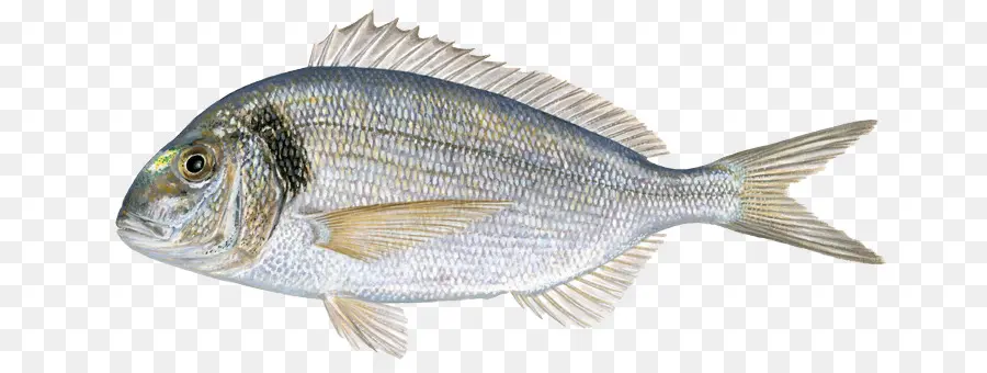 Peixe，Mar PNG