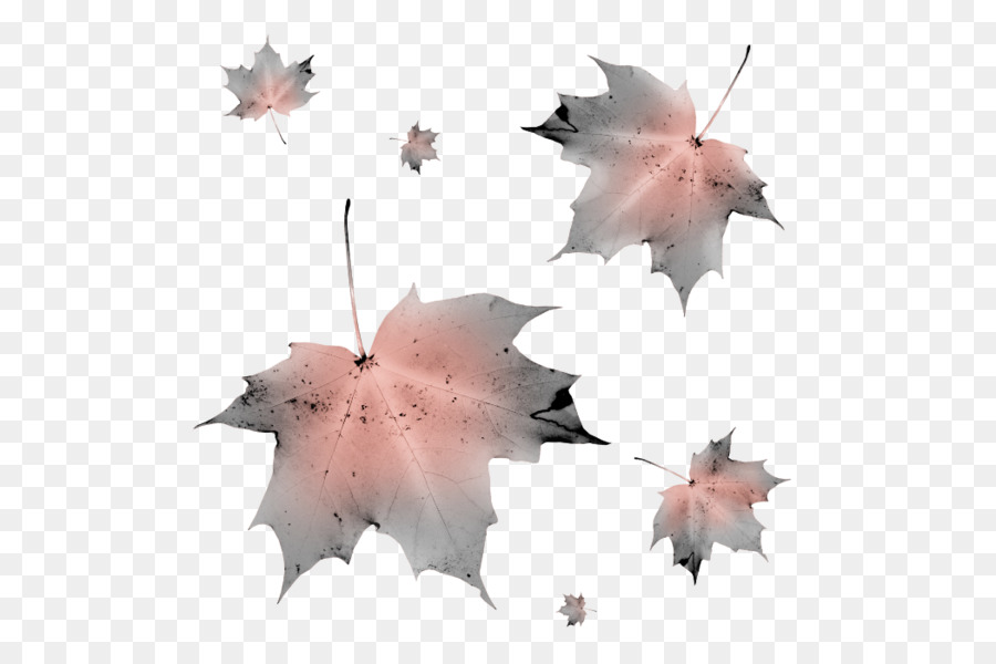 Folha，Maple Leaf PNG