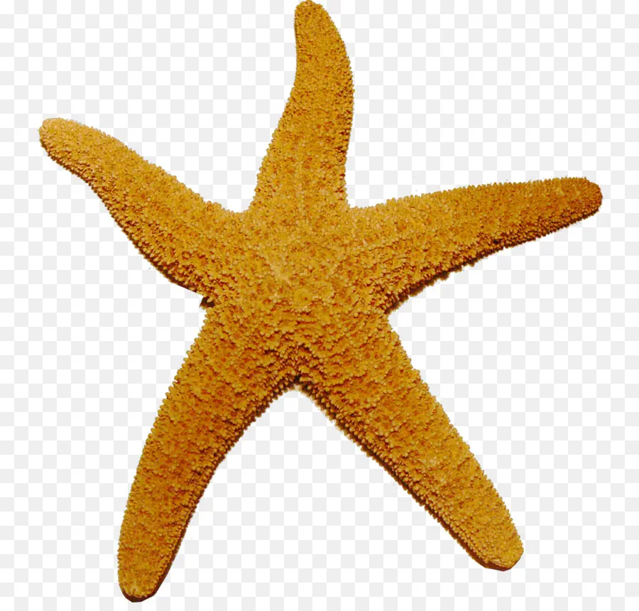 Estrela Do Mar，Echinoderm PNG