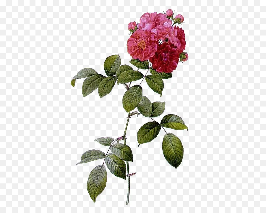 Rosa Multiflora，Les Roses PNG