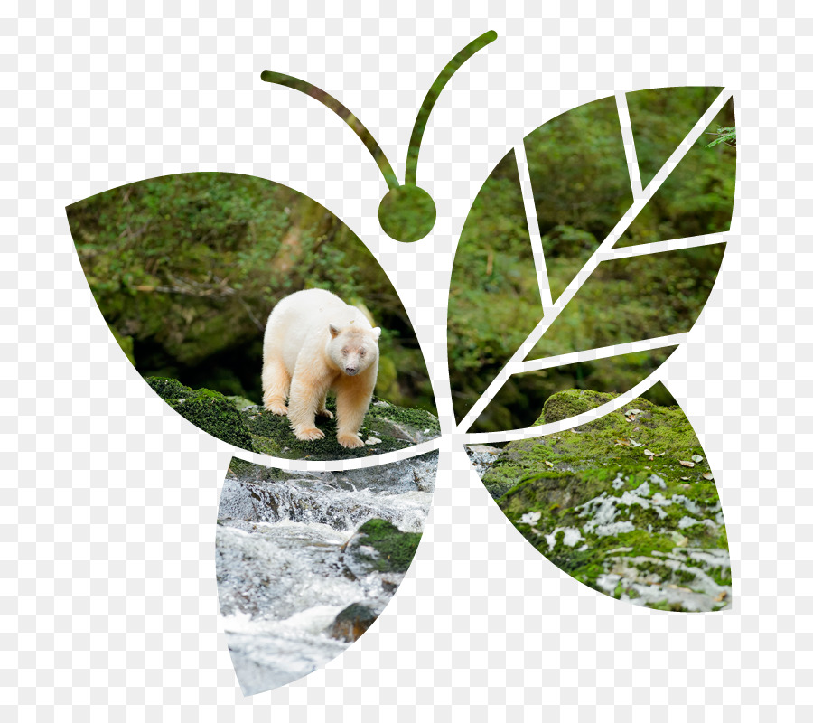 Urso，A Fauna PNG