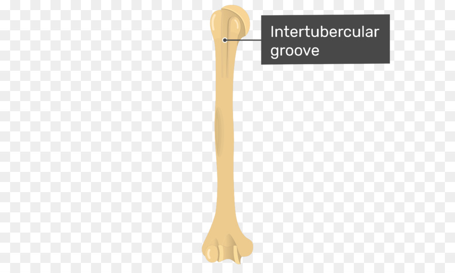 Sulco Intertubercular，Osso PNG