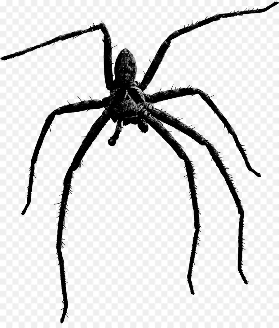 Aranha，Teia De Aranha PNG