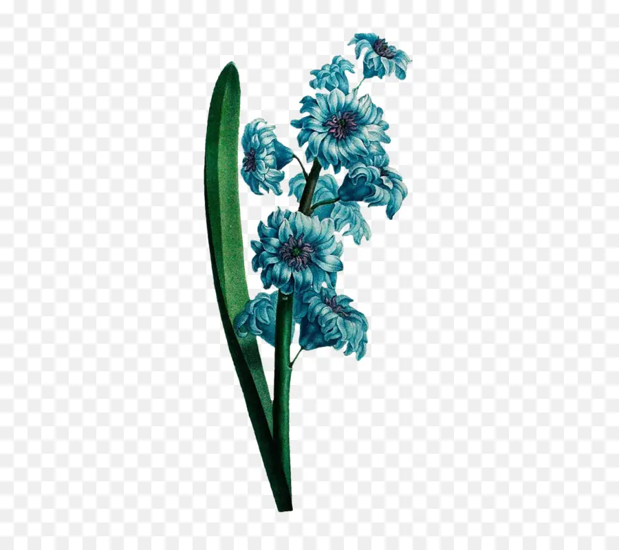 Flores De Corte，Planta PNG