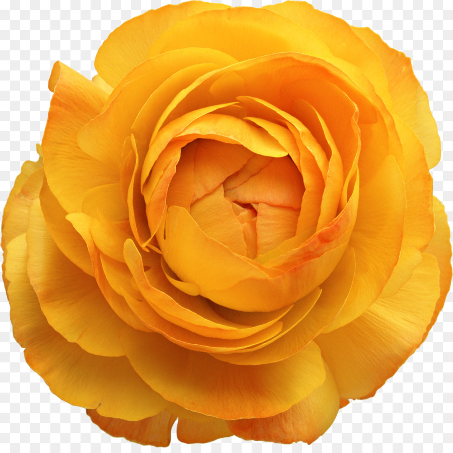 Flor，Amarelo PNG