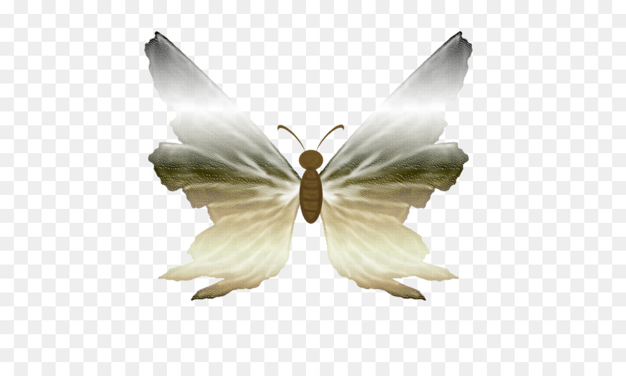 Bicho Da Seda，Bombyx PNG