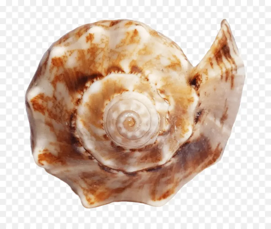 Seashell，Conquiliologia PNG