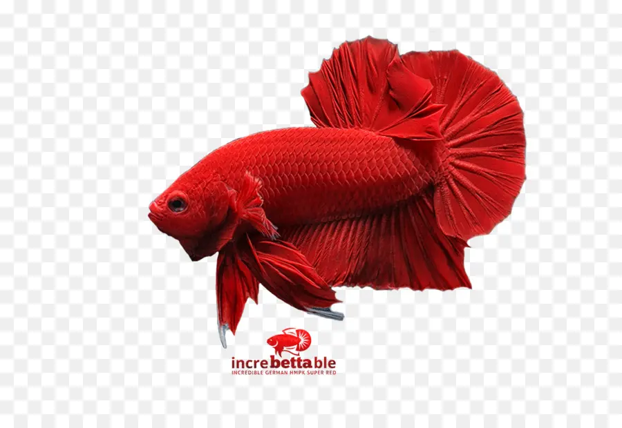 Peixe Beta Vermelho，Peixe PNG