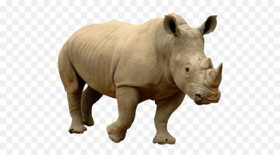 Rinoceronte，Corno PNG