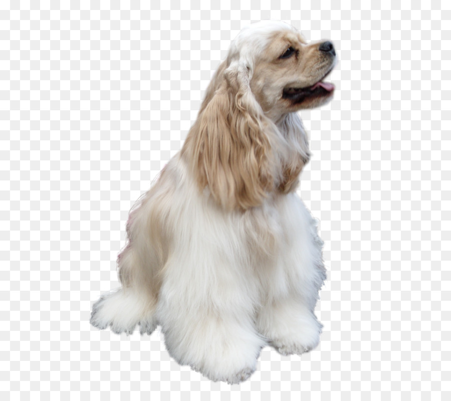 American Cocker Spaniel，Cocker Spaniel Inglês PNG