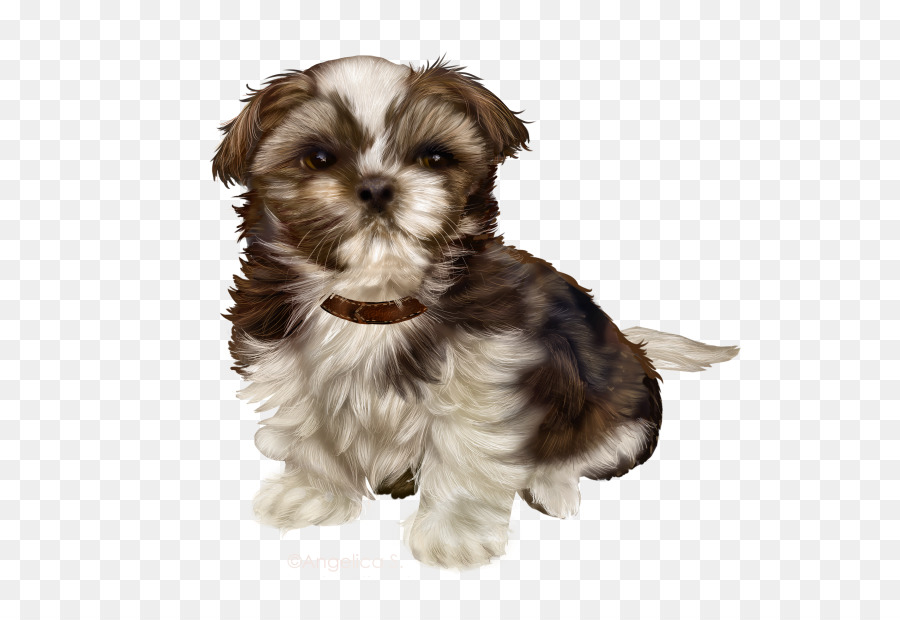 Morkie，Filhote De Cachorro PNG