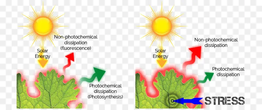 Diagrama De Fotossíntese，Plantar PNG