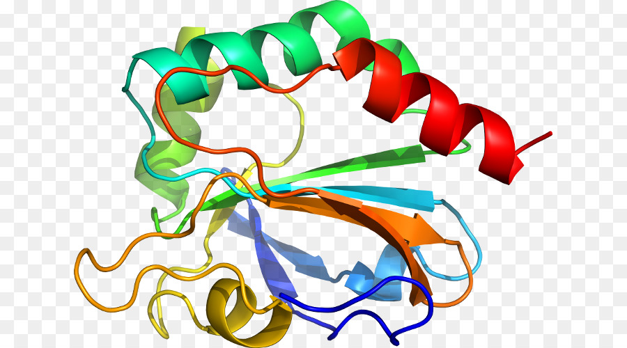 Estrutura Proteica，Biologia PNG